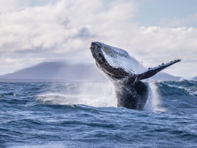Humback whale breaching.