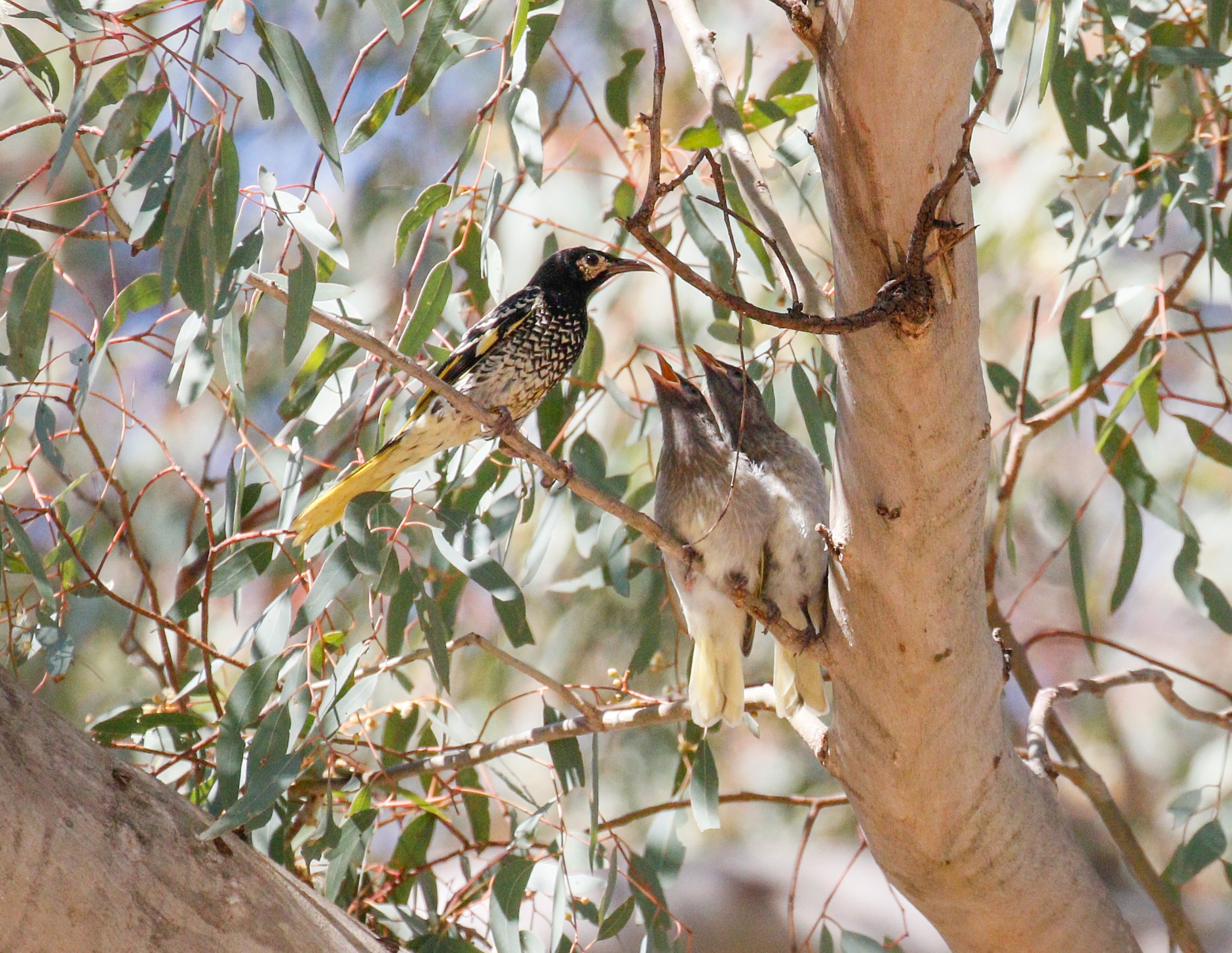 Two regent honeyeaters in a gumtree.